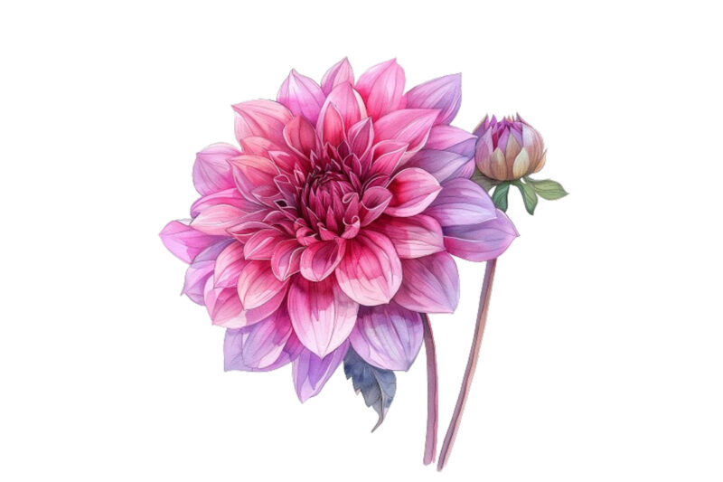 watercolor Dahlia clipart