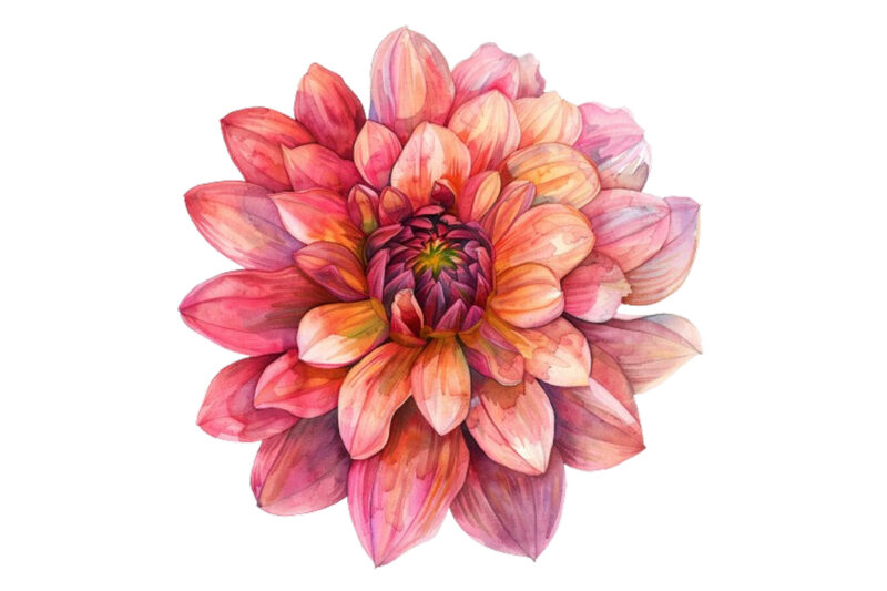 watercolor Dahlia clipart