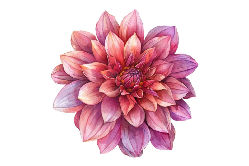 watercolor Dahlia clipart