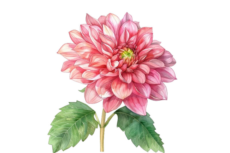 watercolor Dahlia clipart