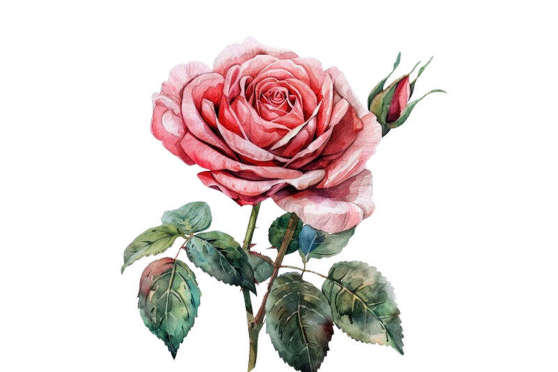 watercolor beautiful rose bouquet romantic flower