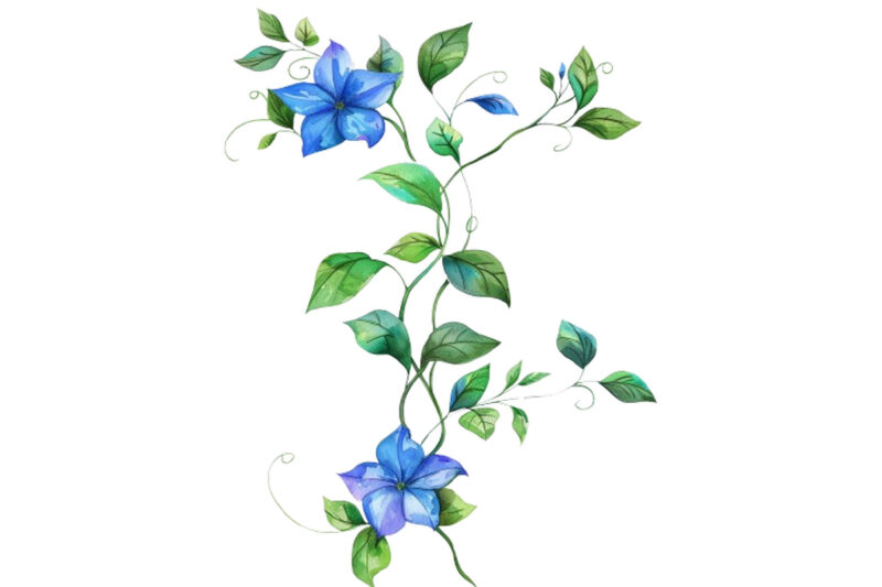 watercolor flower vine clipar