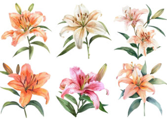 watercolor lily clipart