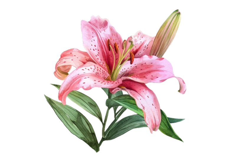 watercolor lily clipart