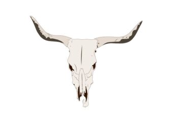 BULL SKULL