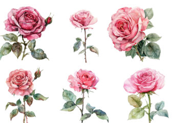 watercolor spiring pink rose clipart