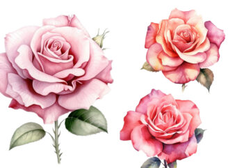 Watercolor Spring Rose Clipart