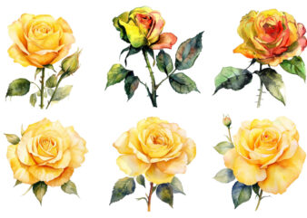 watercolor yellow white red and black rose clipart