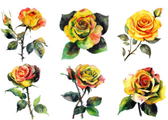 watercolor yellow white red and black rose clipart