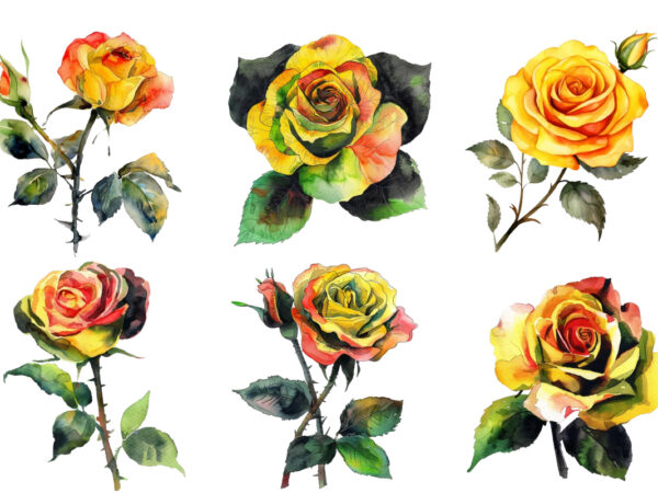 Watercolor yellow white red and black rose clipart t shirt design for sale