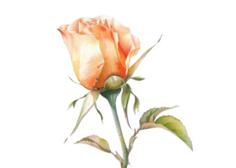 watercolor rose